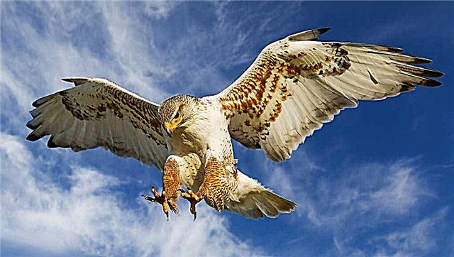 10 najopasnijih ptica na planeti - popis, opis, fotografije i video