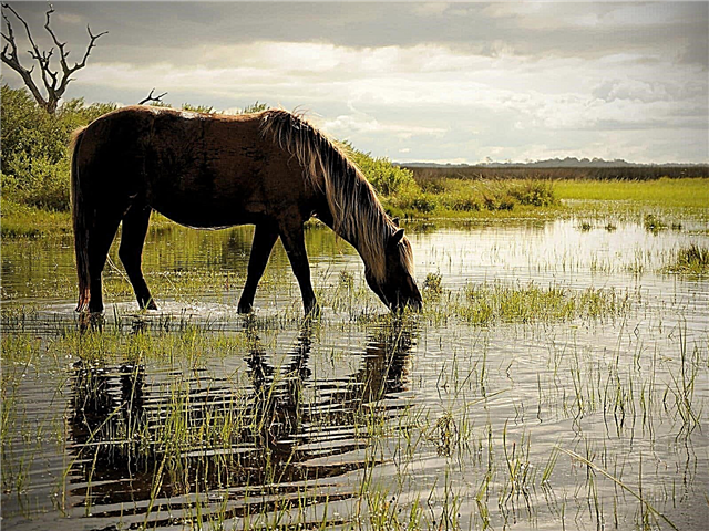 Warum kann ein Pferd nicht gleich nach einem Rennen bewässert werden? Beschreibung, Foto und Video