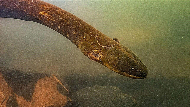 Los científicos han descubierto una subespecie de anguila, que es capaz de entregar la descarga eléctrica más poderosa