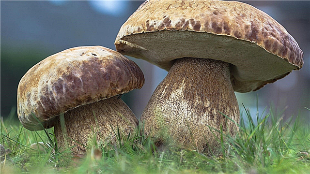 Os cogumelos mais comestíveis - lista, nomes, descrição, foto e vídeo