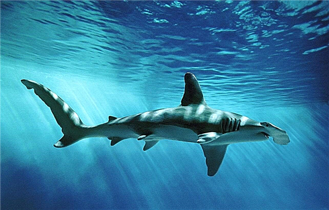 Os tubarões mais perigosos do mar Mediterrâneo - lista, nomes, descrição, alcance, fotos e vídeo