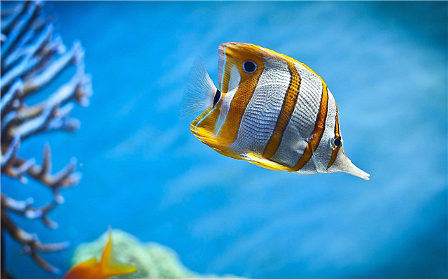 10 najljepših riba na planeti - popis, imena, fotografije i videozapisi