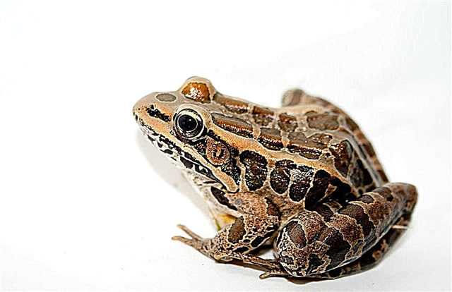 Frogs, toads, newts and proteus - description, photo and video
