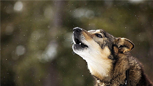 Why is the dog howling? Reasons, what to do, how to wean, photos and videos