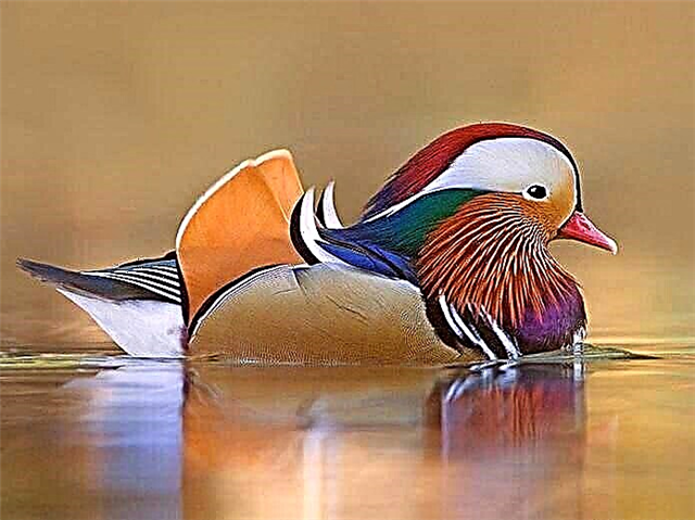 Mandarin duck - where he lives, description, nutrition, reproduction, photos and video