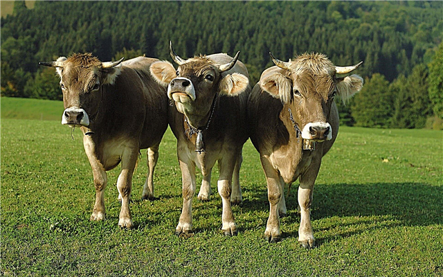 Pourquoi la viande de vache est-elle appelée boeuf? Raisons, photos et vidéos