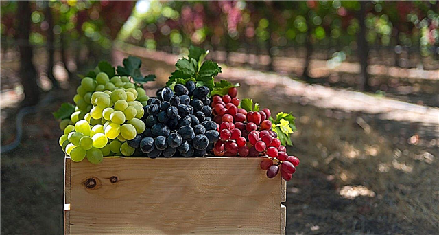 Kaip dauginasi vynuogės be sėklų?