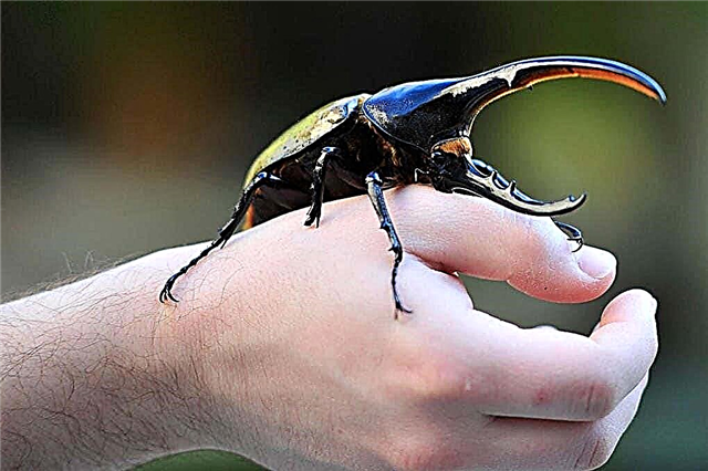 Cele mai mari gândaci din lume - listă, dimensiuni, nume, unde se găsesc, fotografii și videoclipuri