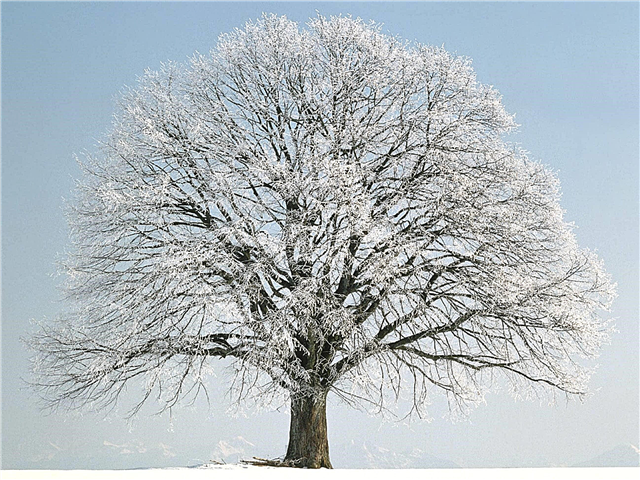 כיצד ומדוע שורדים עצים בחורף?
