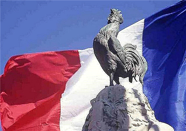Zašto je simbol Francuske pijetao? Razlozi, fotografije i videozapisi