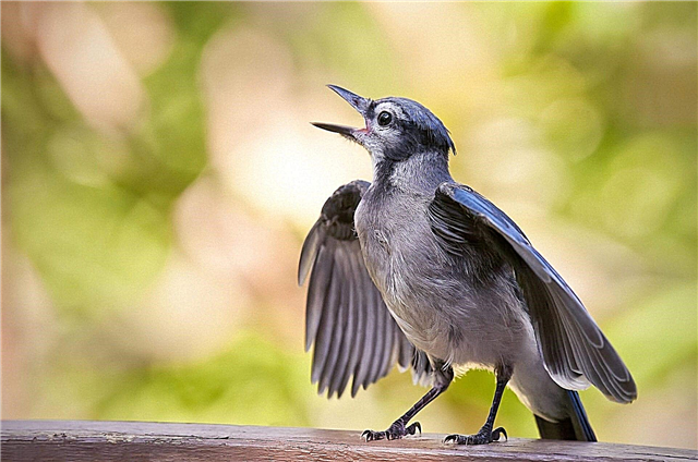 Γιατί τραγουδούν τα πουλιά; Λόγοι, φωτογραφίες και βίντεο