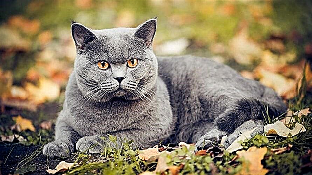 The most expensive cat breeds in the world - list, price, description, photo and video