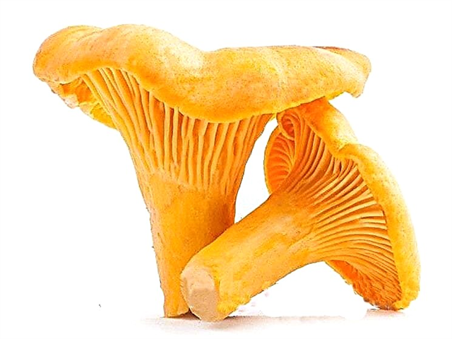 Chanterelle mushrooms - interesting facts than useful, photos and video