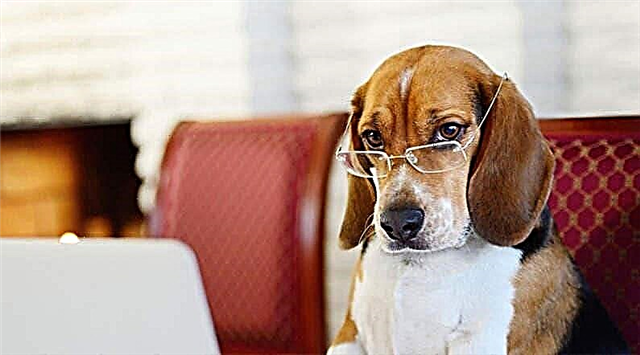 Las razas de perros más inteligentes: lista, nombres, personajes, descripción, fotos y videos