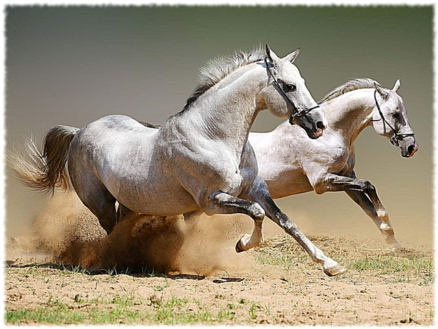 The value of a horse in human life - description, photo and video