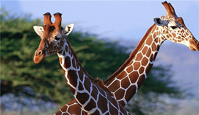 Zakaj imajo žirafe rogove?