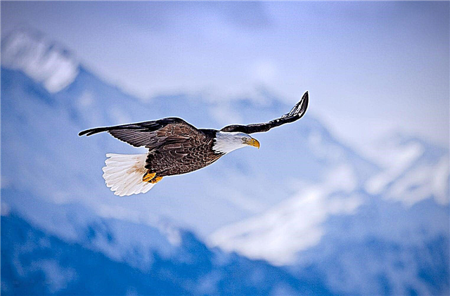 The highest flying birds - list, altitude, description, photos and video