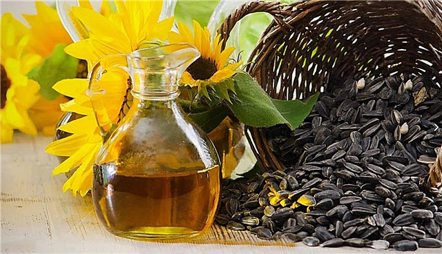 De ce există mult ulei în semințele de floarea soarelui?