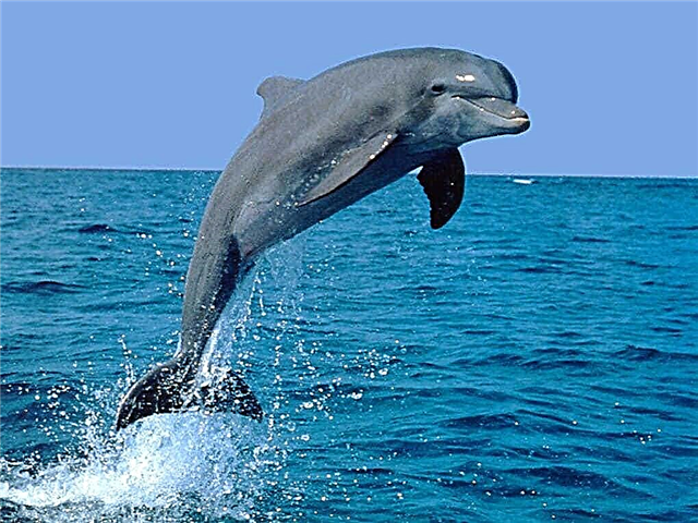 Dolphins - interesting facts, marine and freshwater, training, photos and video