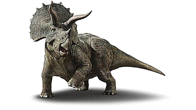 מדוע בעלי חיים אחרים לא גוועו בדינוזאורים? צילום ווידאו