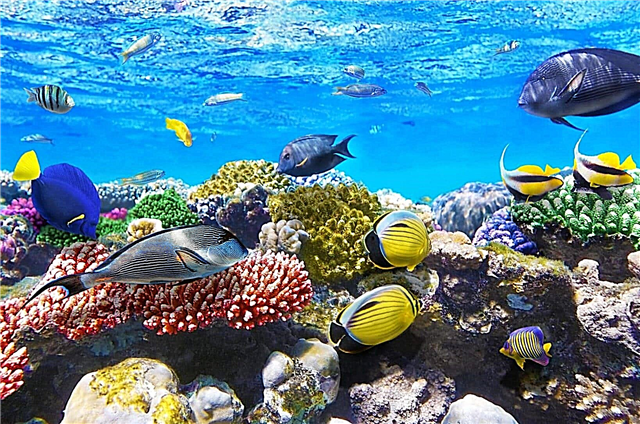Por que o Mar Vermelho é chamado de Vermelho? Motivos, fotos e vídeos