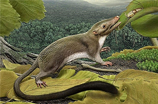 Los primeros mamíferos - descripción, fotos y video