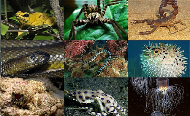The most poisonous animals - a list of where they live, description, photos and videos