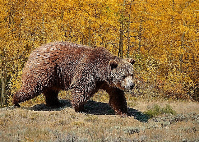 Grizzlybär - Beschreibung seines Wohnortes, Essens, Lebensstils, Fotos und Videos