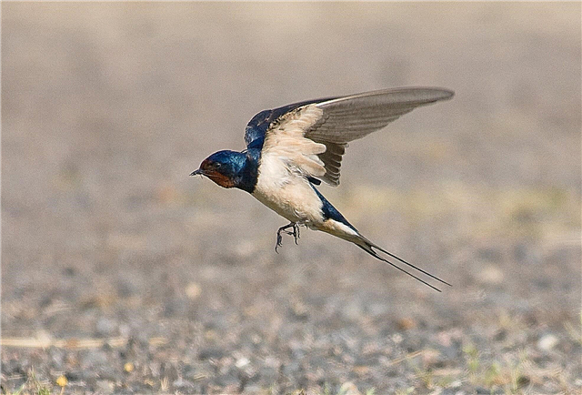 Why do swallows fly low before rain? Description, video