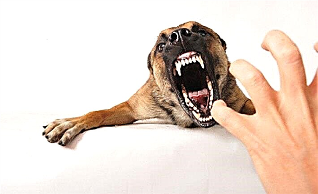 Why does the dog growl at the owner? Reasons, photos and videos