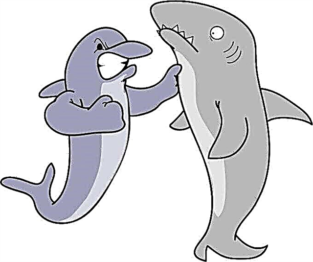 لماذا تخاف أسماك القرش من الدلافين؟ الأسباب والصور ومقاطع الفيديو