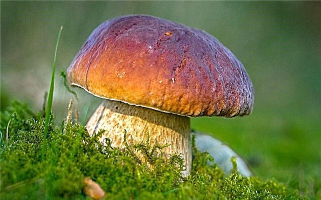 Mushrooms: what are useful, description, photo and video