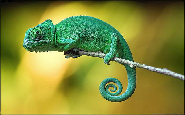 Chameleon - description, types, structure, how much he lives, habits, photos and video