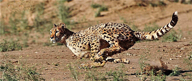 Interessante feiten over cheeta's