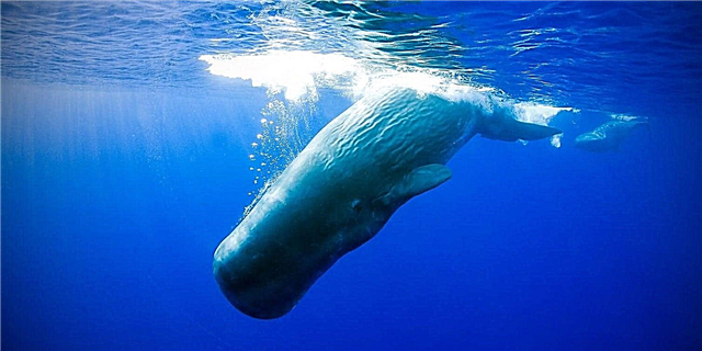 De mest djupt dykande däggdjur - lista, beskrivning, foton och video