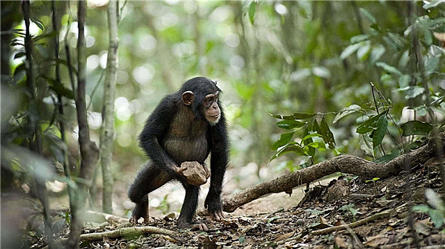 Csimpánzok: ismerős élet és elképesztő képességek, fotók és videók