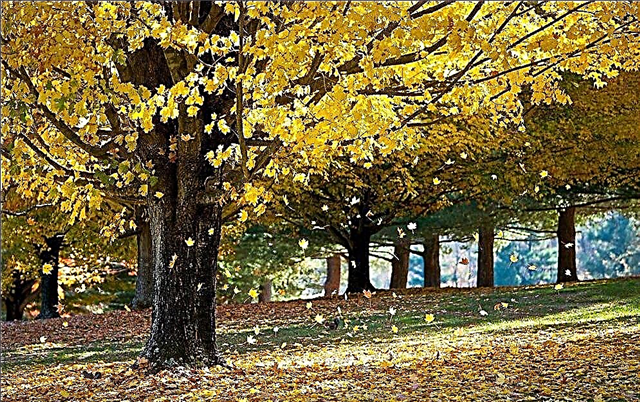 Warum fallen Herbstblätter? Gründe, Fotos und Videos
