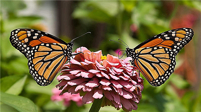De største sommerfuglene i verden - liste, navn, størrelser, hvor de finnes, bilder og videoer