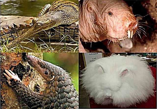 Los animales más raros del mundo: lista, nombres, descripción, dónde se encuentran, fotos y videos