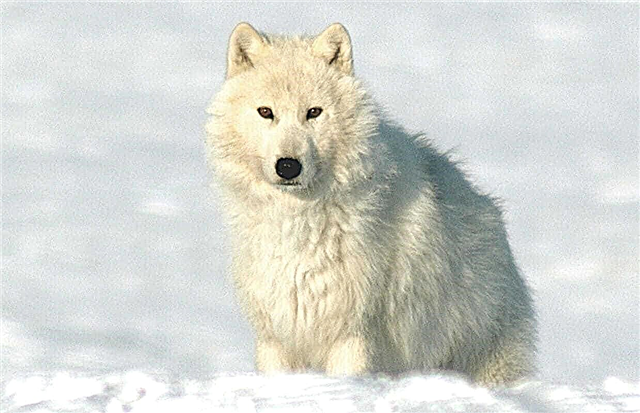 Polar Wolf - interesting facts, photos and video