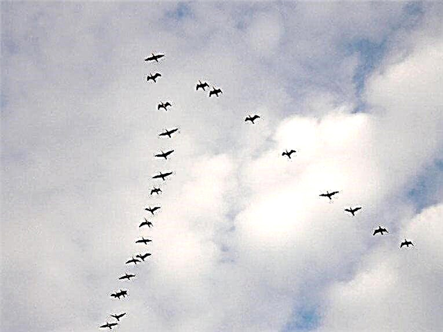 Migração de aves - o mecanismo de como as aves navegam, descrição, vídeo