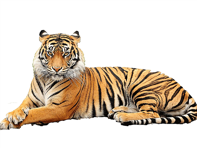 Datos interesantes sobre los tigres: descripción, fotos y video