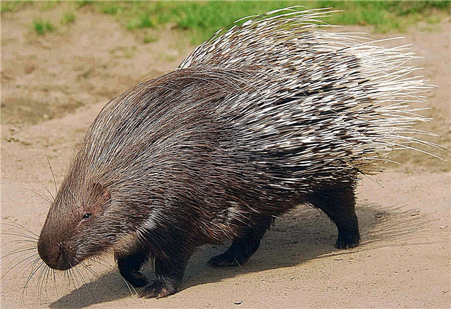 Porcupine - description, species, what it eats, where it lives, photos and video