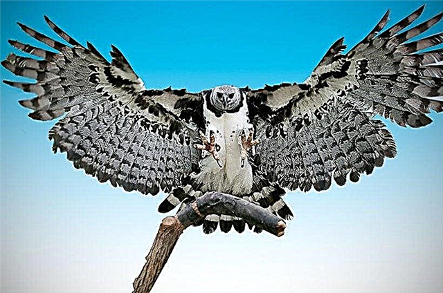 South American harpy - description, range, nutrition, breeding, photos and video