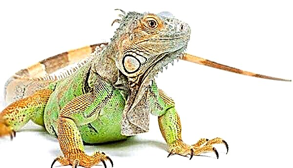 Iguana at home - photos and videos