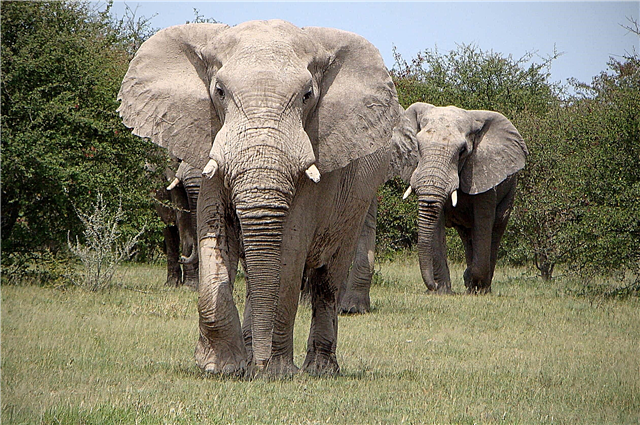 Savannah elephant - description, lifestyle, range, breeding, enemies, photos and video