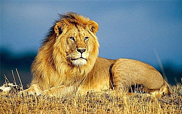 Les plus grands prédateurs du monde - liste, photos et vidéo