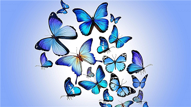 Schmetterlinge - Entwicklung, Tarnung, Struktur, Foto und Video