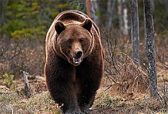 De største bjørnearter - liste, størrelse, foto og video