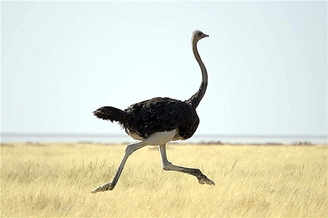 Ostriches - description, speed, breeding, nutrition, photos and video